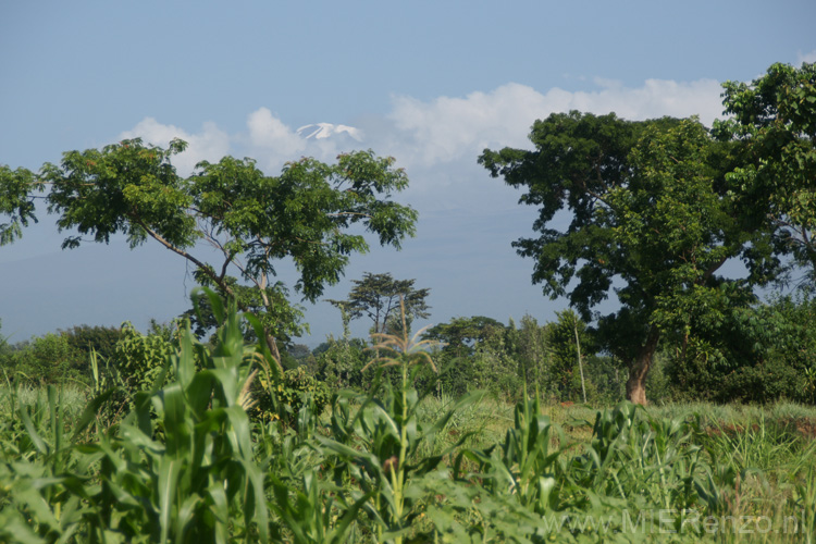 20100124094459 TanZanM Puntje van de Kilimanjaro