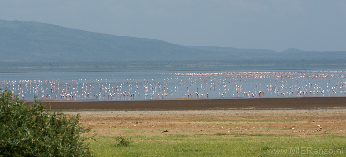 20100125144338 TanZanM - Lake Manyara NP