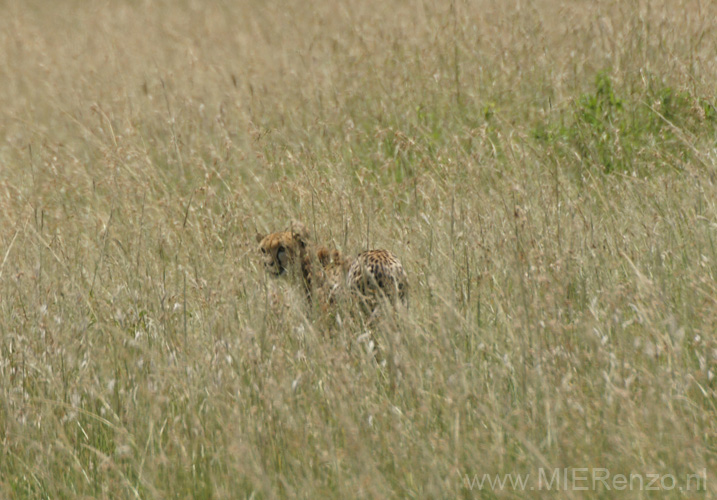 20100128141826 TanZanM - Serengeti NP - Yes! een cheetah heel ver weg dan