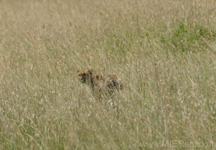 20100128141826 TanZanM - Serengeti NP - Yes! een cheetah heel ver weg dan