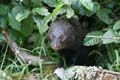 20100124134033 TanZanM Black Mongoose