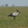 20100129121943 TanZanM - Serengeti NP - Secretary Bird