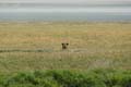 20100131151156 TanZanM - Ngorongoro Krater - Wilde hond