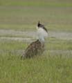 20100131155616 TanZanM - Ngorongoro Krater - Corribustard in vol ornaat