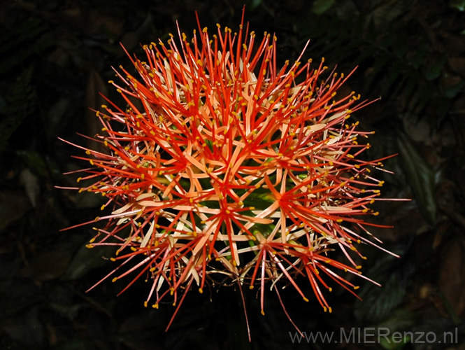 20100124140710 TanZanL Fire Ball Lilly!