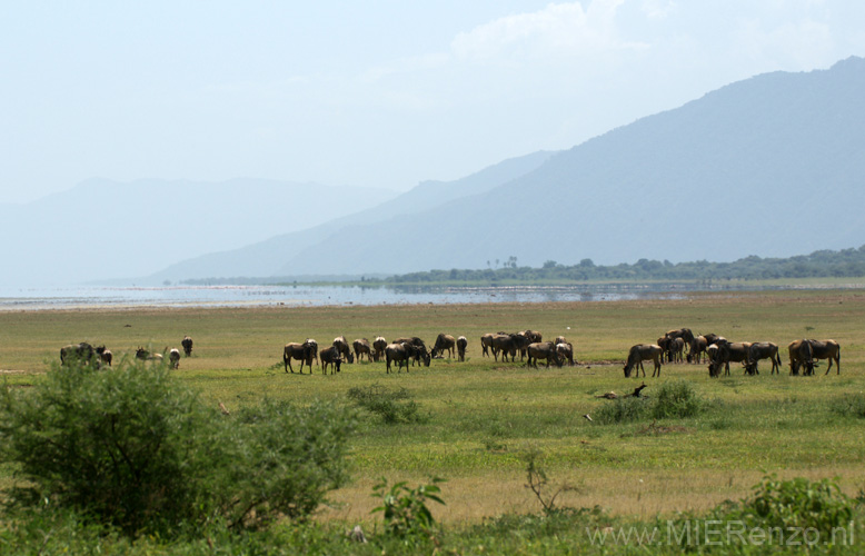 20100125135210 TanZanM - Lake Manyara NP