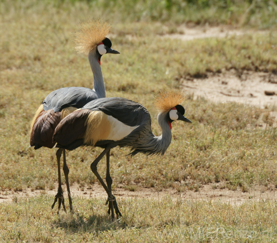 20100125150901 TanZanM - Lake Manyara NP - Kroonkraanvogel