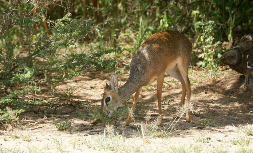 20100125152245 TanZanM - Lake Manyara NP - dik-dik