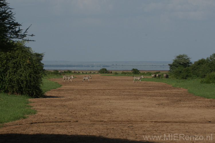 20100125164045 TanZanM - Lake Manyara NP