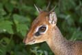 20100125163740 TanZanM - Lake Manyara NP - dik-dik