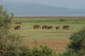 20100125164407 TanZanM - Lake Manyara NP