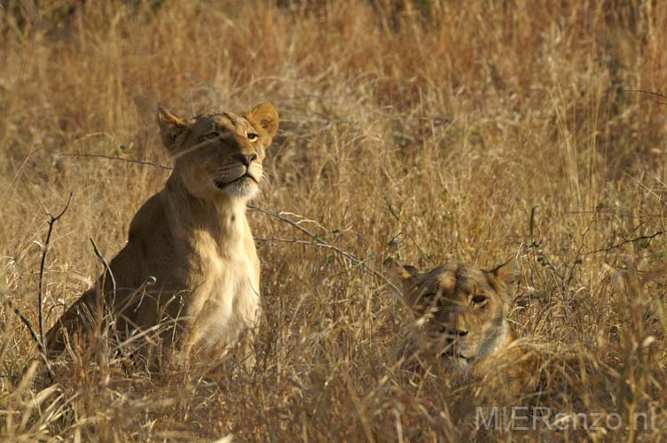 20060903 A (22) Z-Afrika - Kruger