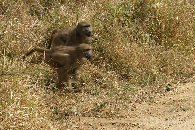 20060903 A (36) Z-Afrika - Kruger