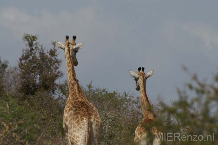 20060903 A (42) Z-Afrika - Kruger