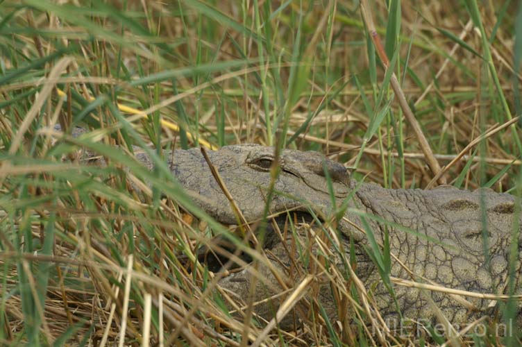 20060903 A (47) Z-Afrika - Kruger