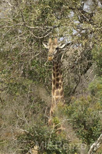 20060903 A (74a) Z-Afrika - Kruger