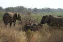 20060903 B (06) Z-Afrika - Kruger