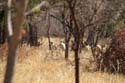 20060906 A (78) - Zimbabwe - Matopos NP - lopend naar neushoorns