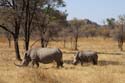 20060906 B (20) - Zimbabwe - Matopos NP - lopend naar neushoorns