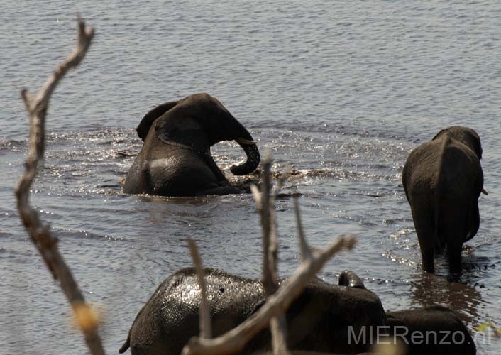 20060909 A (33) - Botswana - Chobe NP