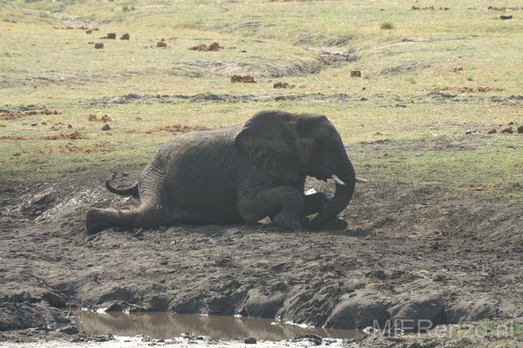 20060909 A (45) - Botswana - Chobe NP