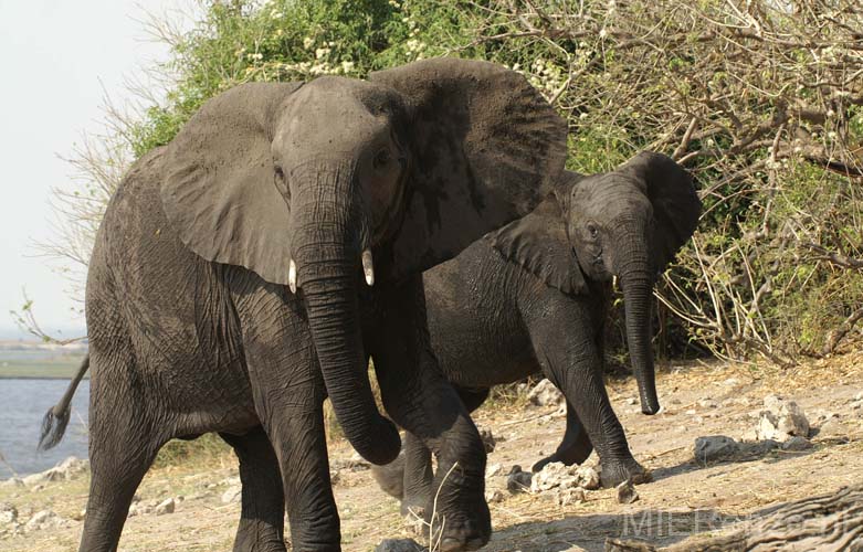 20060909 A (68) - Botswana - Chobe NP