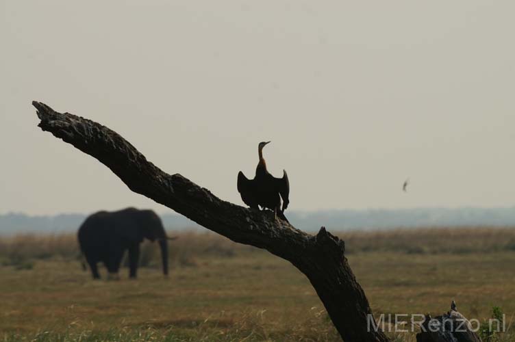 20060909 B (23) - Botswana - Chobe NP