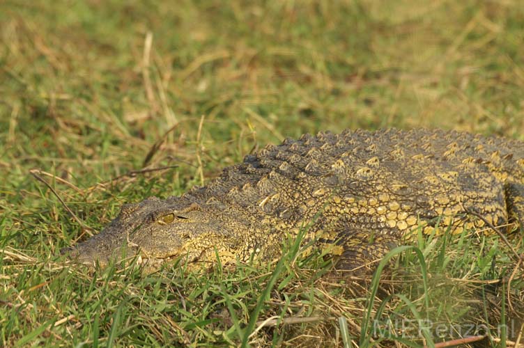 20060909 B (26) - Botswana - Chobe NP