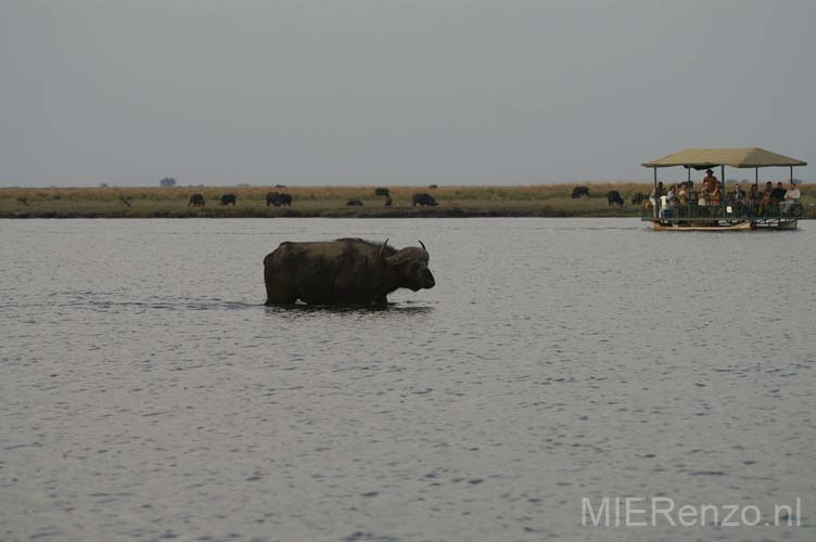 20060909 D (04) - Botswana - Chobe NP