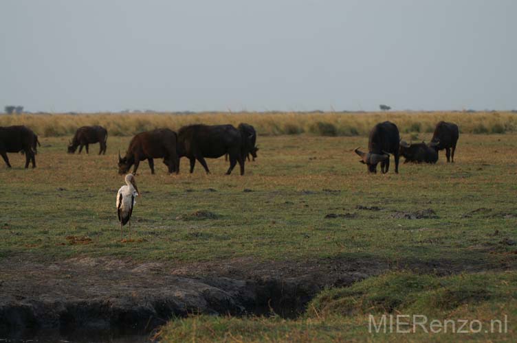 20060909 D (23) - Botswana - Chobe NP