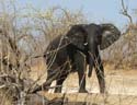 20060909 A (63) - Botswana - Chobe NP