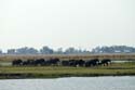 20060909 A (76) - Botswana - Chobe NP