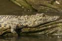 20060909 B (05) - Botswana - Chobe NP