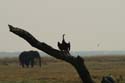 20060909 B (23) - Botswana - Chobe NP