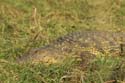 20060909 B (26) - Botswana - Chobe NP