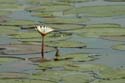 20060909 B (38) - Botswana - Chobe NP