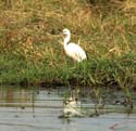 20060909 B (45) - Botswana - Chobe NP