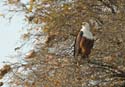 20060909 B (59) - Botswana - Chobe NP