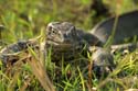 20060909 B (98) - Botswana - Chobe NP