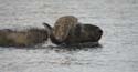 20060909 D (17) - Botswana - Chobe NP