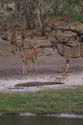 20060909 D (47) - Botswana - Chobe NP
