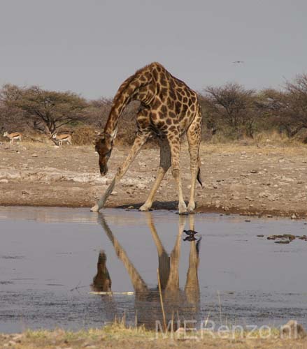 20060916 A (04) Namibië - Etosha NP - waterpool bij campsite