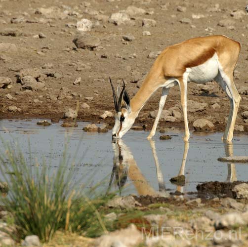 20060916 A (12) Namibië - Etosha NP - waterpool bij campsite