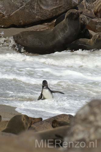 20060919 A (62b) Namibië - Cape Cross - 1 pinguin bij al die zeehonden!