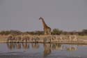 20060916 A (00)  Namibië - Etosha NP - waterpool bij campsite