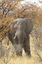 20060916 A (34b) Namibië - Etosha NP - gamedrive