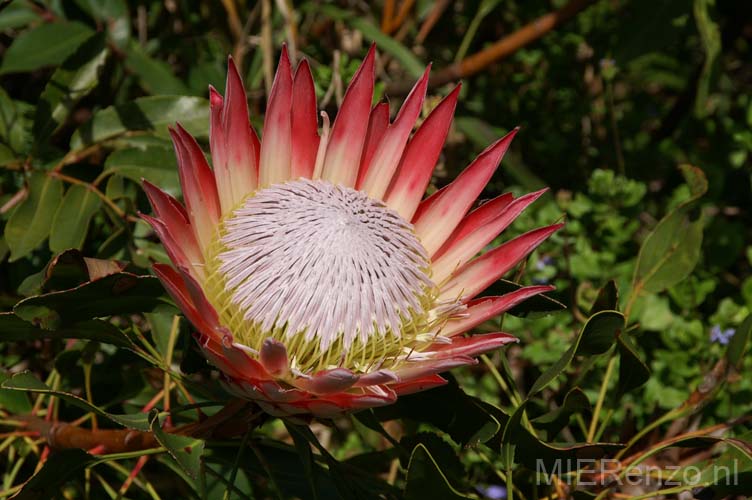 20060927 A (16) Zuid Afrika - naar Hermanus