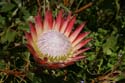 20060927 A (16) Zuid Afrika - naar Hermanus