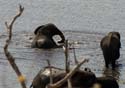 20060909 A (33) - Botswana - Chobe NP