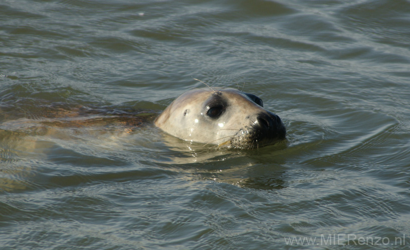 20111022142725 Ameland - -